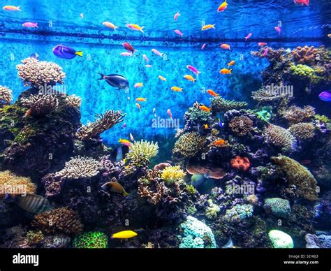 aquarium fish images|Aquarium Fish Pictures, Images and Stock Photos.